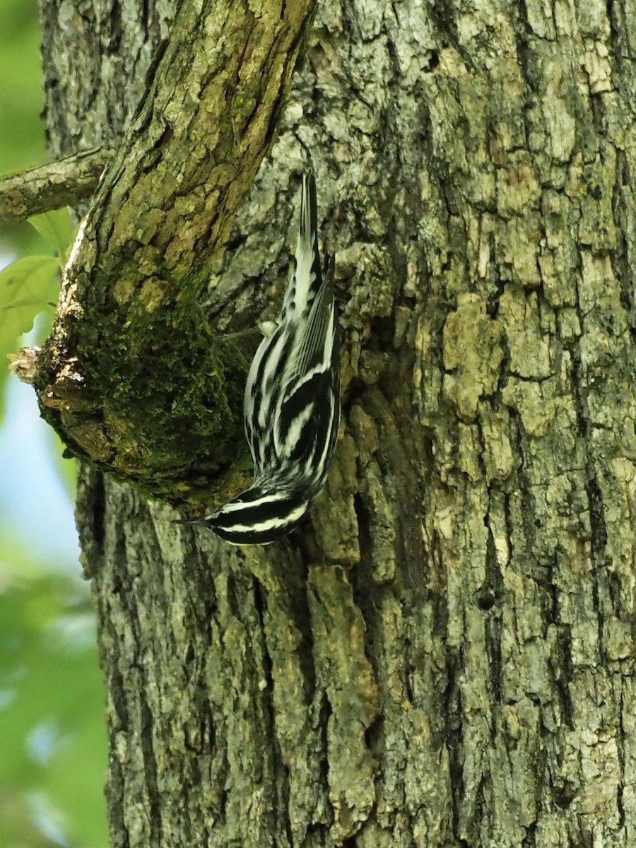 Black-and-white Warbler - ML330376181