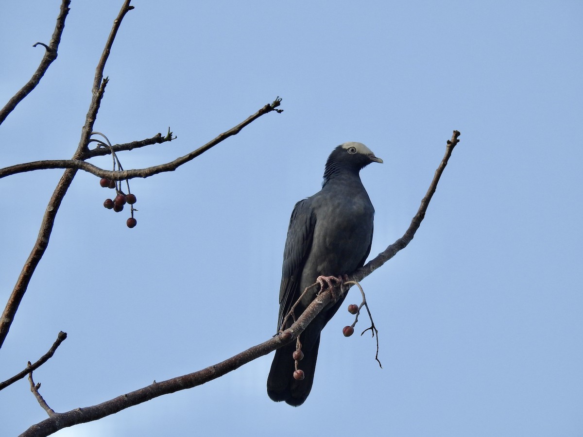 White-crowned Pigeon - ML330383601