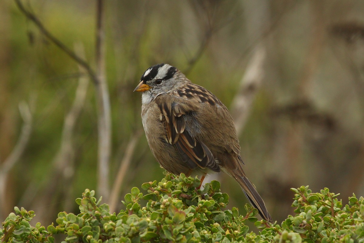 White-crowned Sparrow (nuttalli) - Craig Fosdick