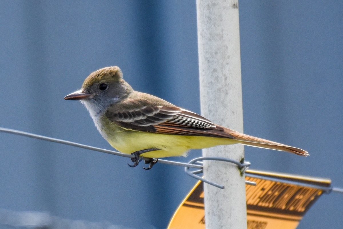 Great Crested Flycatcher - ML330386001