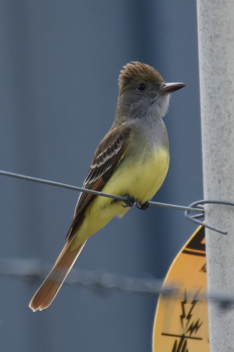 Great Crested Flycatcher - ML330386011