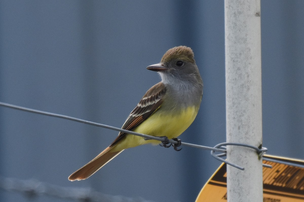 Great Crested Flycatcher - ML330386061