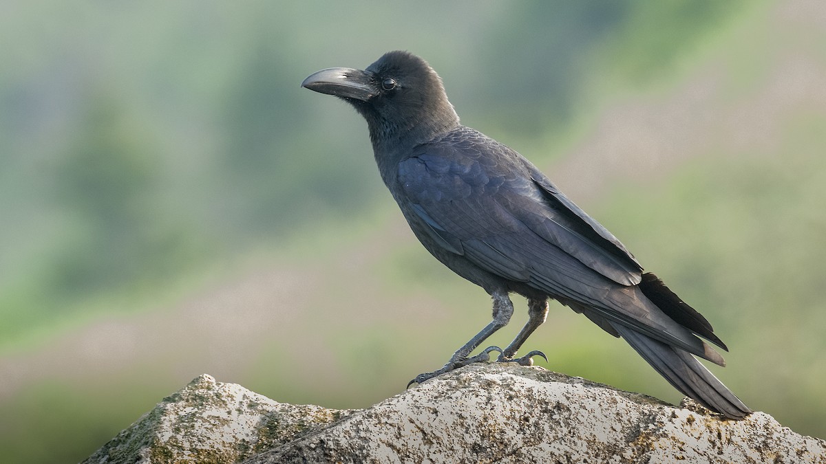 Large-billed Crow (Large-billed) - ML330388981