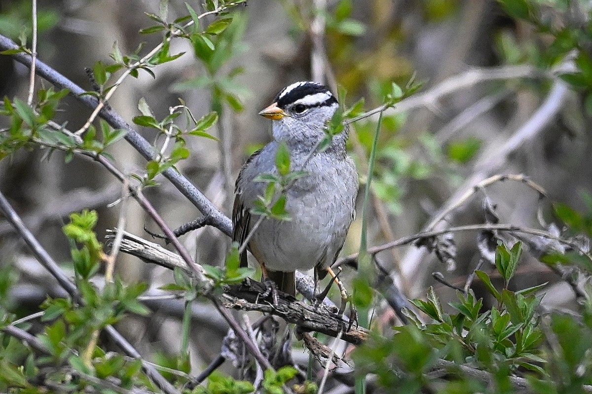 White-crowned Sparrow - Roger Beardmore