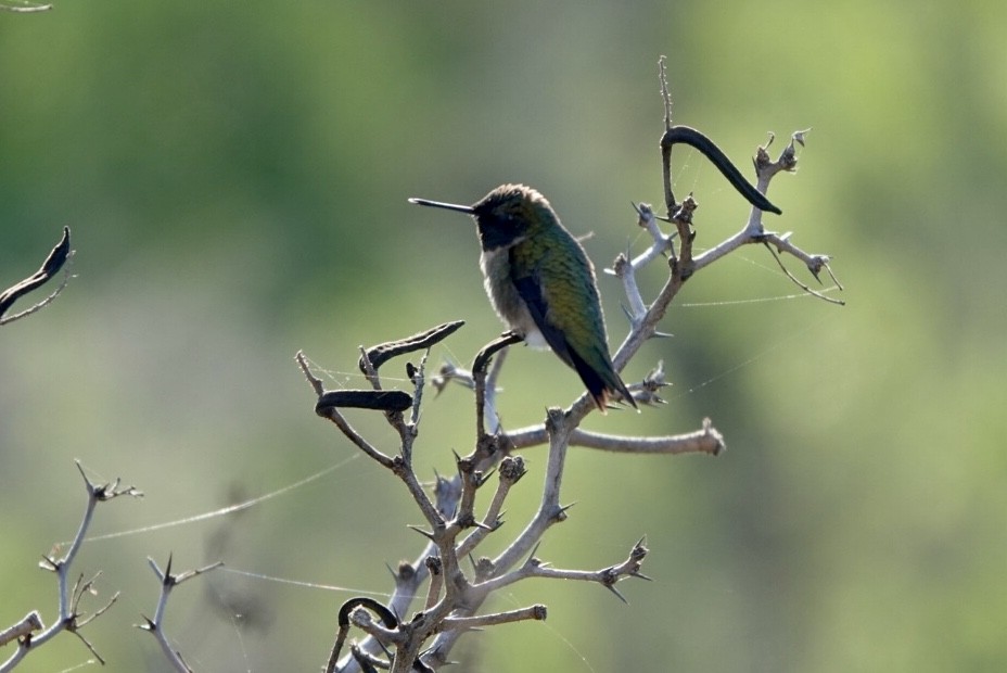 Black-chinned Hummingbird - ML330390221