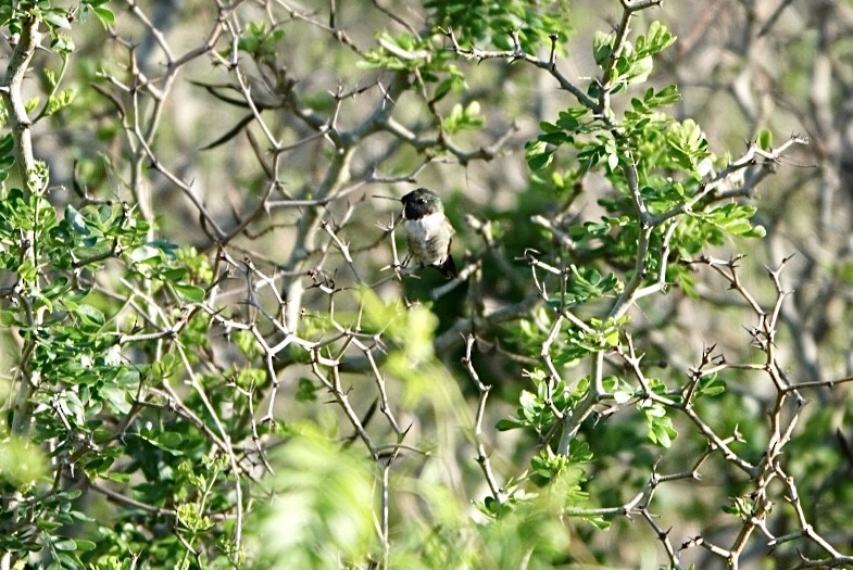 Black-chinned Hummingbird - ML330390231
