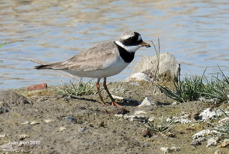 Common Ringed Plover - Jean Iron