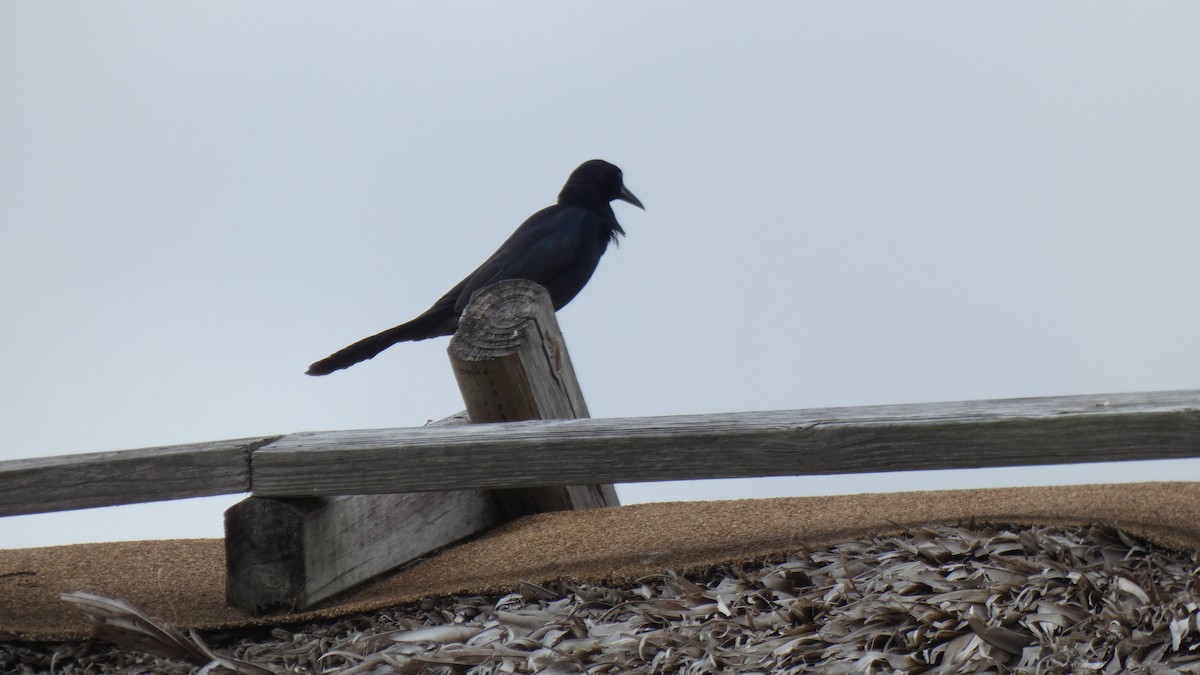 Boat-tailed Grackle - ML330397201