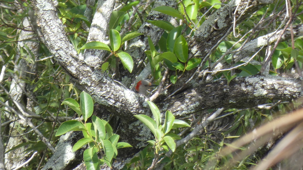 Red-bellied Woodpecker - ML330397671