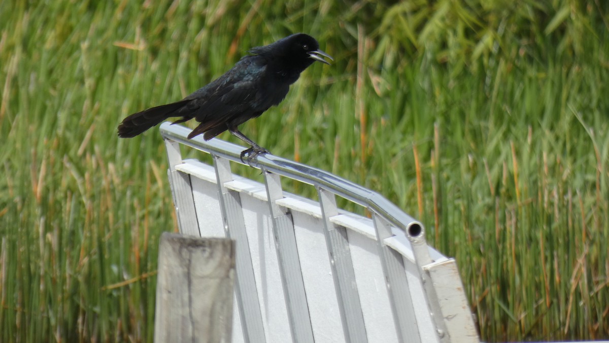 Boat-tailed Grackle - ML330398041
