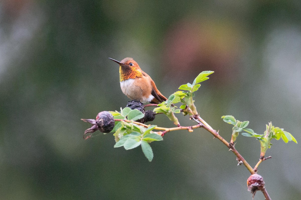 Rufous Hummingbird - ML330399251