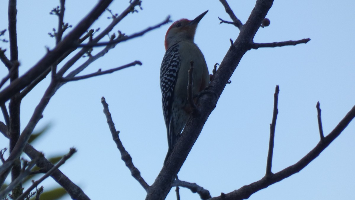 Red-bellied Woodpecker - ML330399451