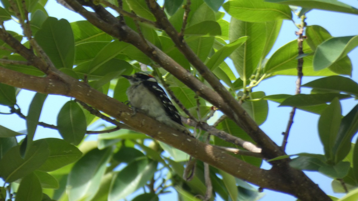 Downy Woodpecker - Guhan Sundar