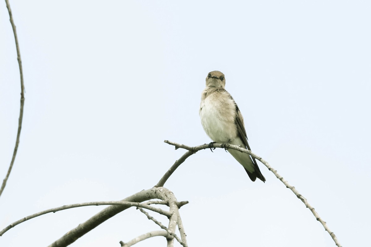 Northern Rough-winged Swallow - ML330412771