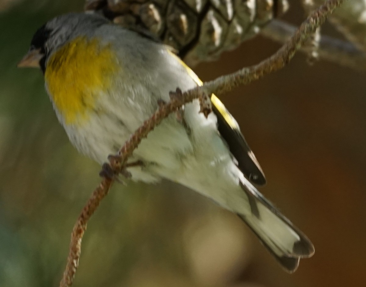 Lawrence's Goldfinch - ML330414161