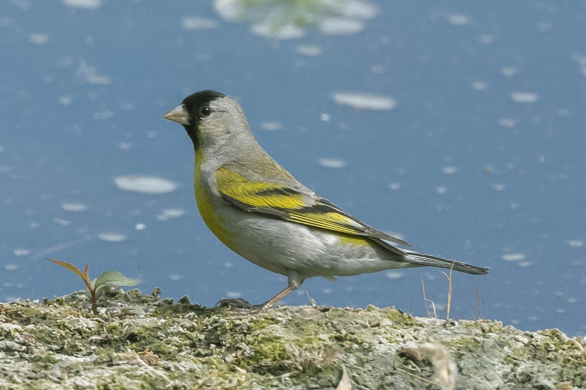Lawrence's Goldfinch - ML330414461
