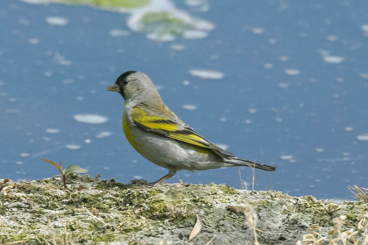 Lawrence's Goldfinch - ML330414491