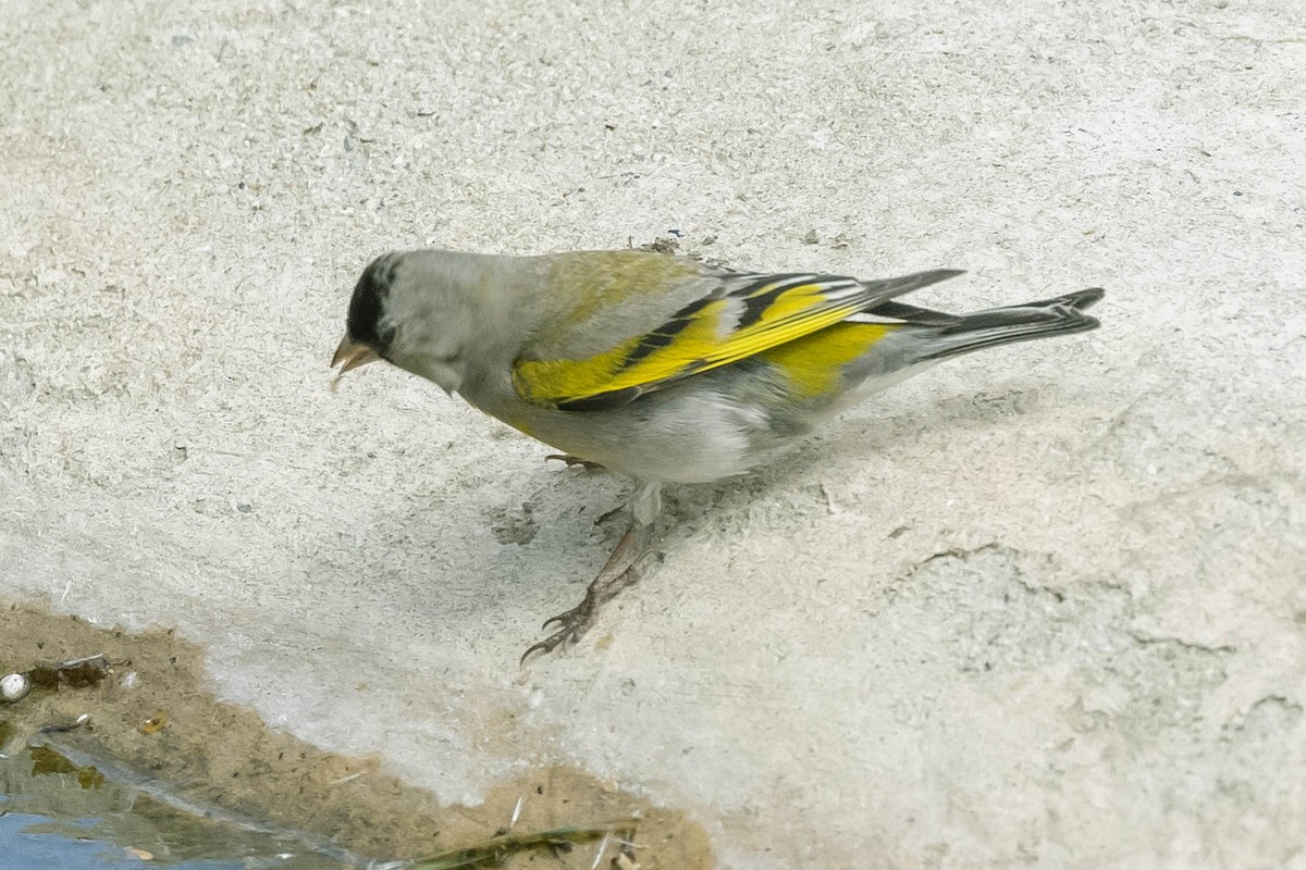 Lawrence's Goldfinch - ML330414541