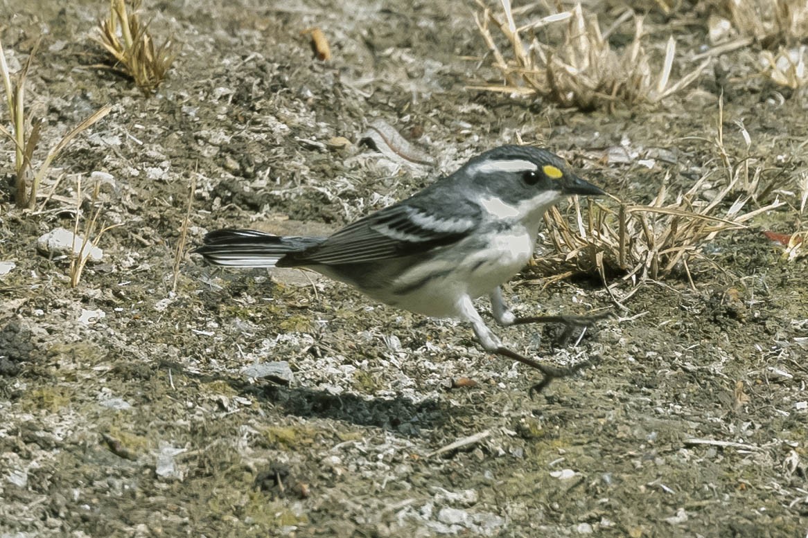 Black-throated Gray Warbler - ML330417481