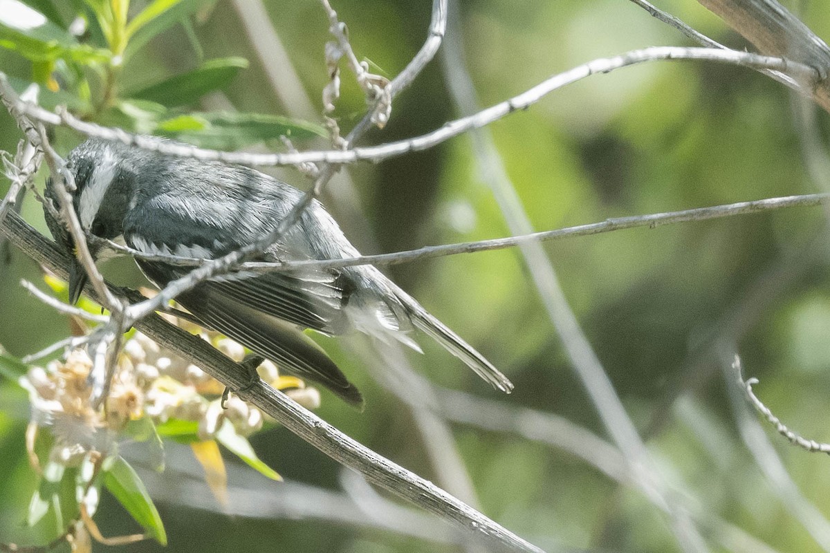 Black-throated Gray Warbler - ML330417491