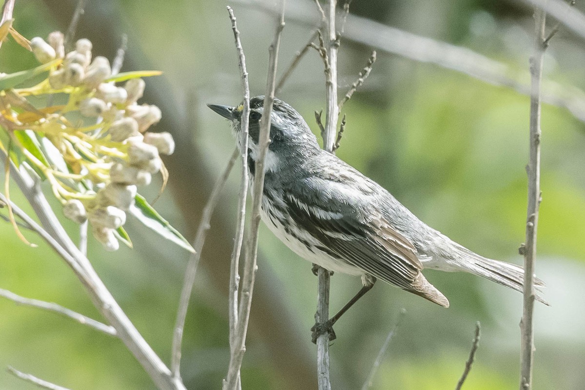 Black-throated Gray Warbler - James McNamara