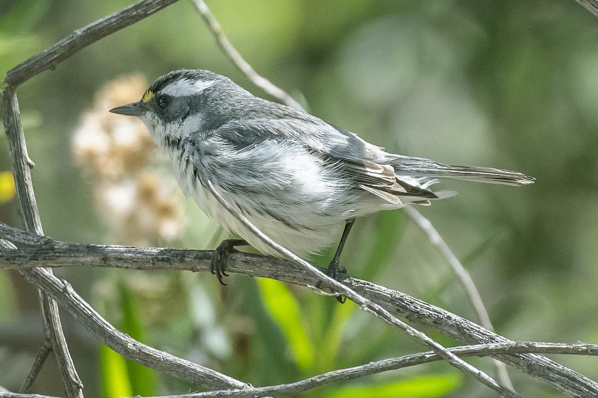 Black-throated Gray Warbler - James McNamara