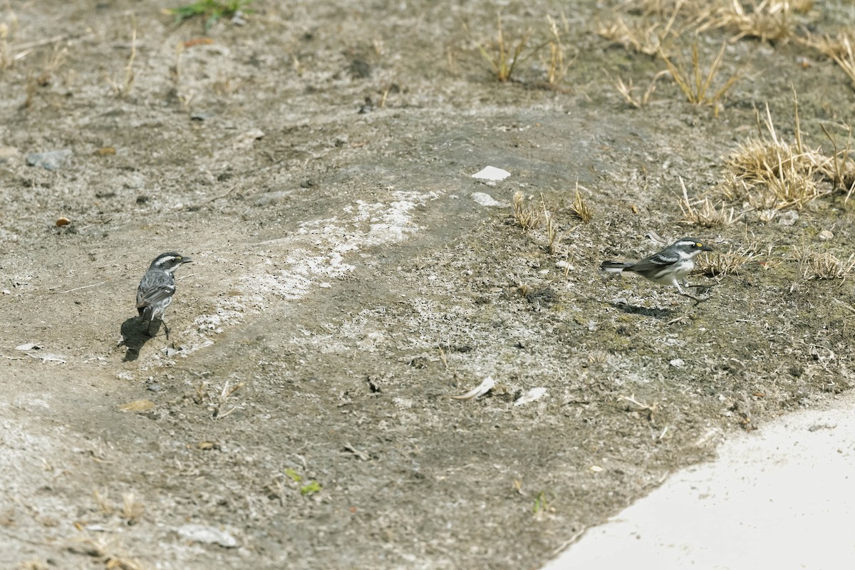 Black-throated Gray Warbler - ML330417561
