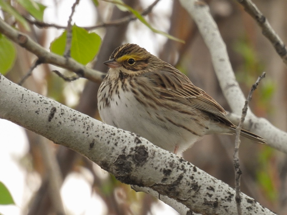 Savannah Sparrow - ML330418781