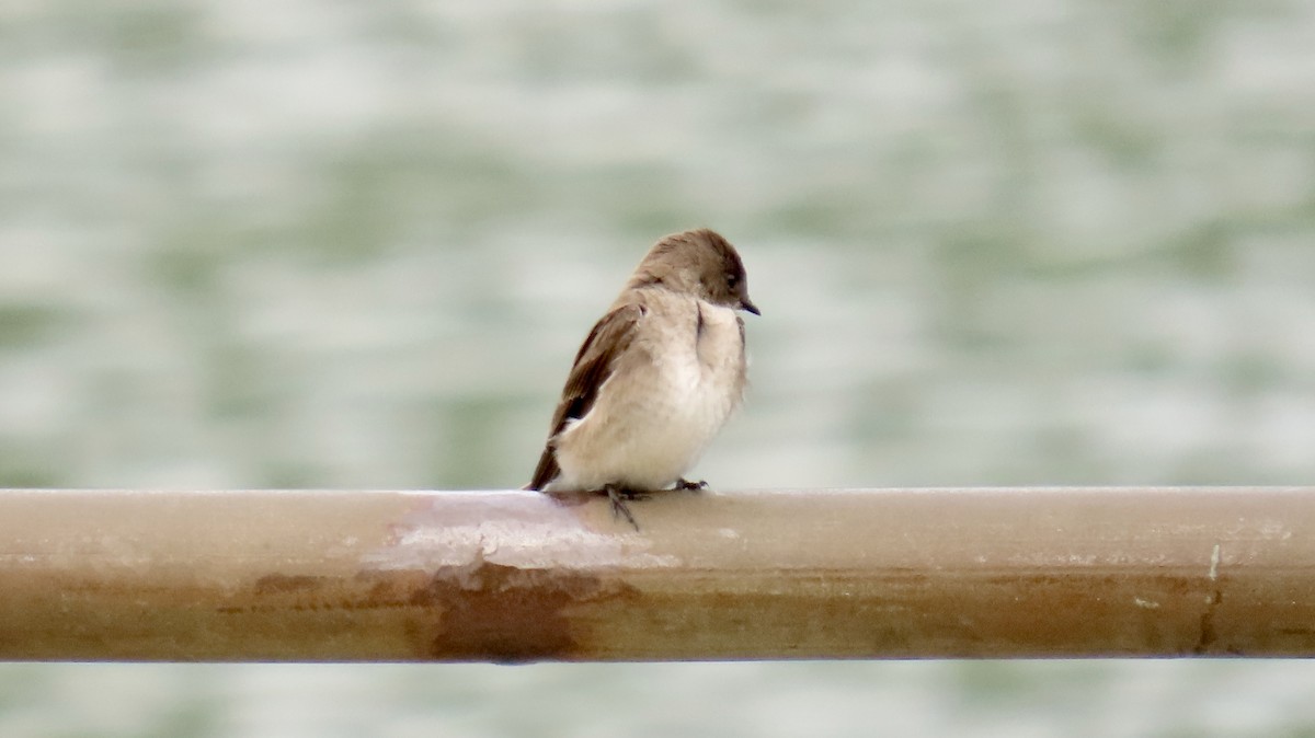 Northern Rough-winged Swallow - ML330420351