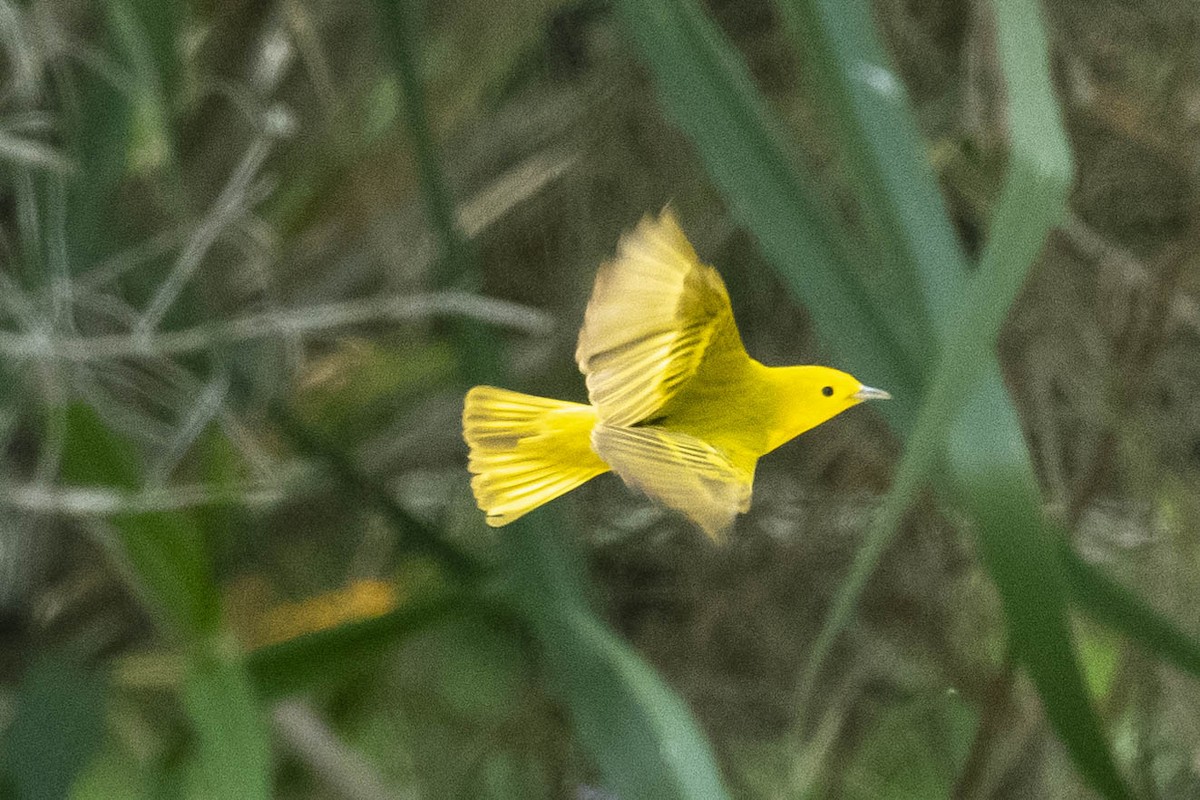 Yellow Warbler - ML330420801