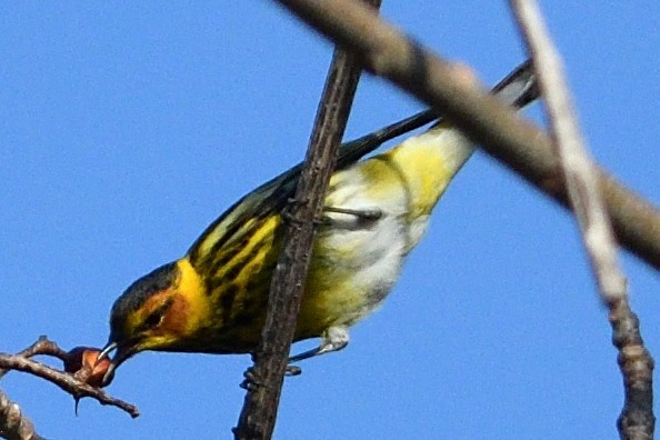 Cape May Warbler - ML330422081