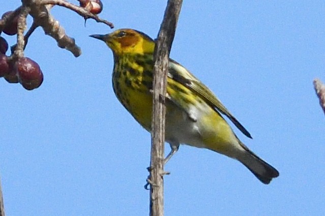 Cape May Warbler - ML330422101