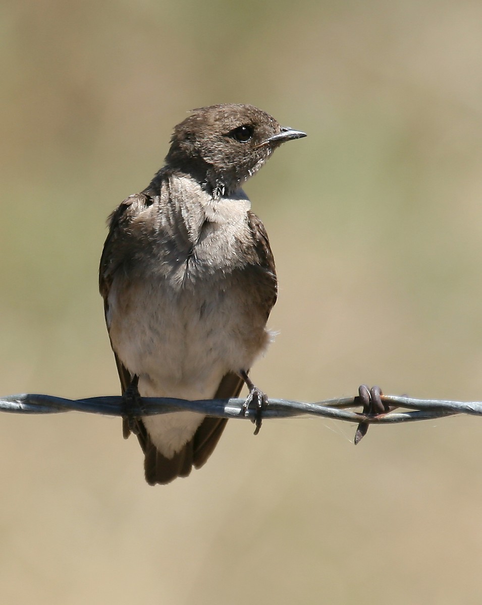 Northern Rough-winged Swallow - ML33042501