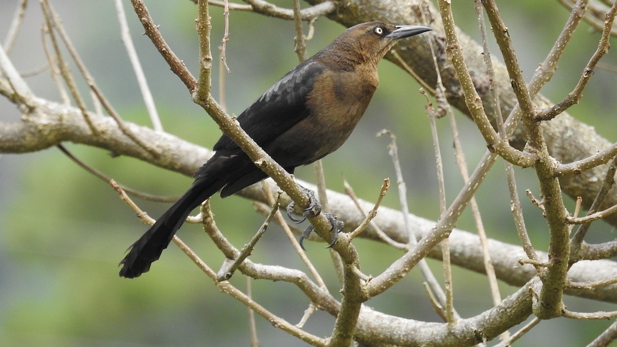 Great-tailed Grackle - ML330437021