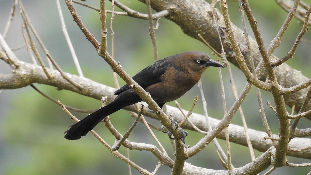 Great-tailed Grackle - ML330437031