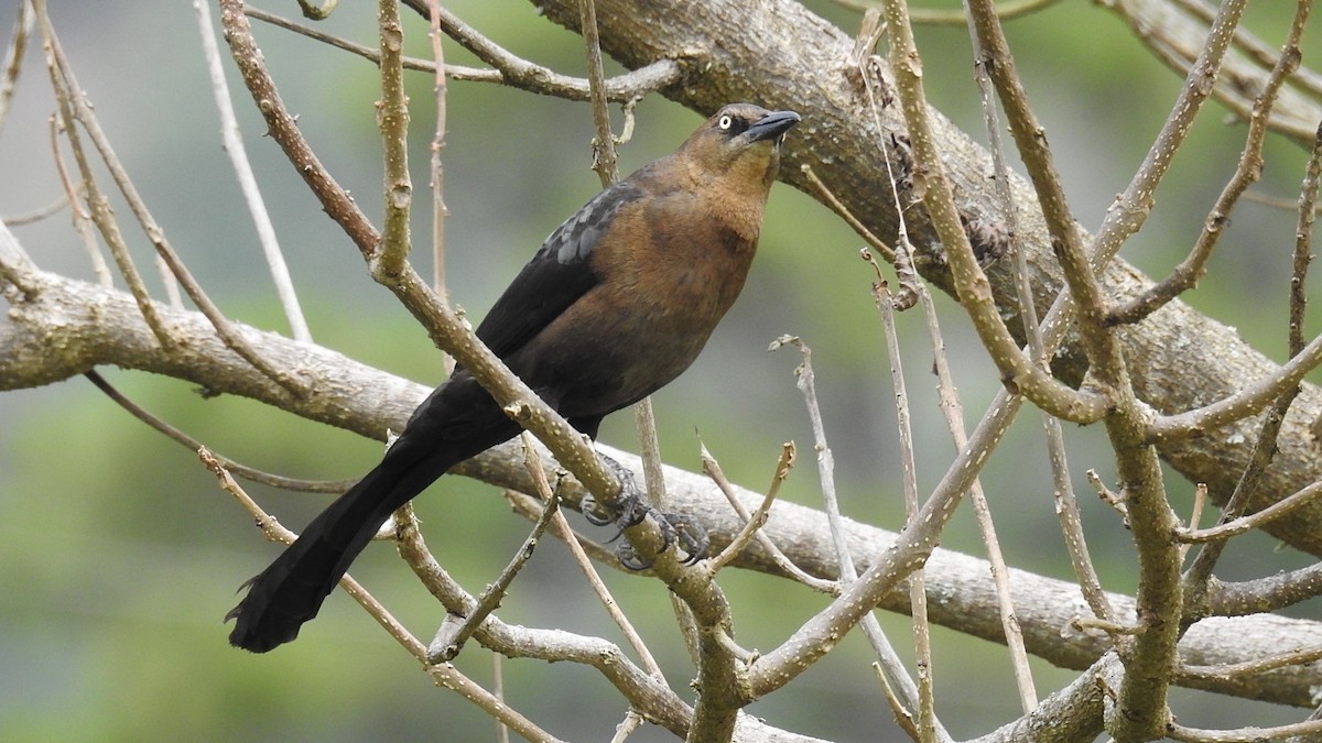 Great-tailed Grackle - ML330437061