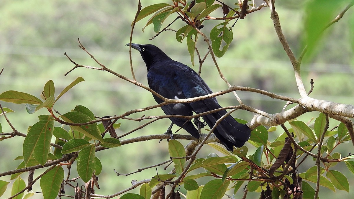 Great-tailed Grackle - ML330437081
