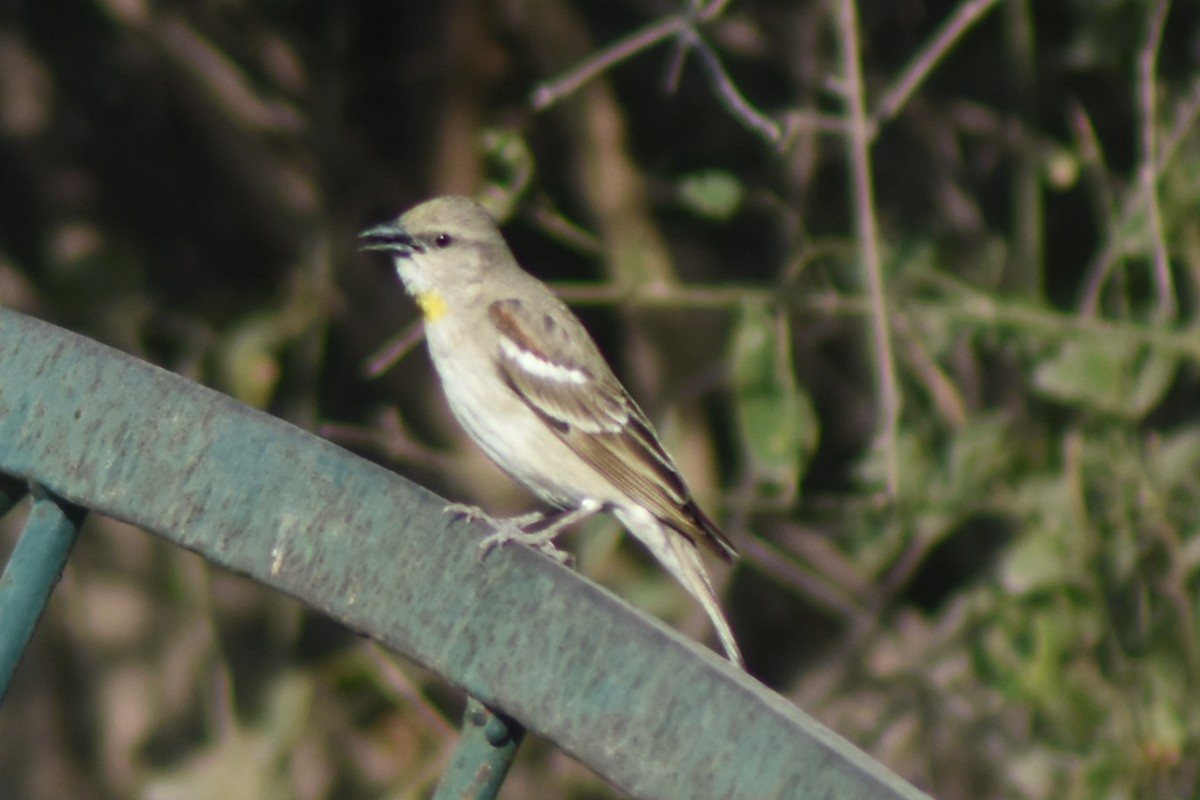 Yellow-throated Sparrow - Jaideep Krishnan
