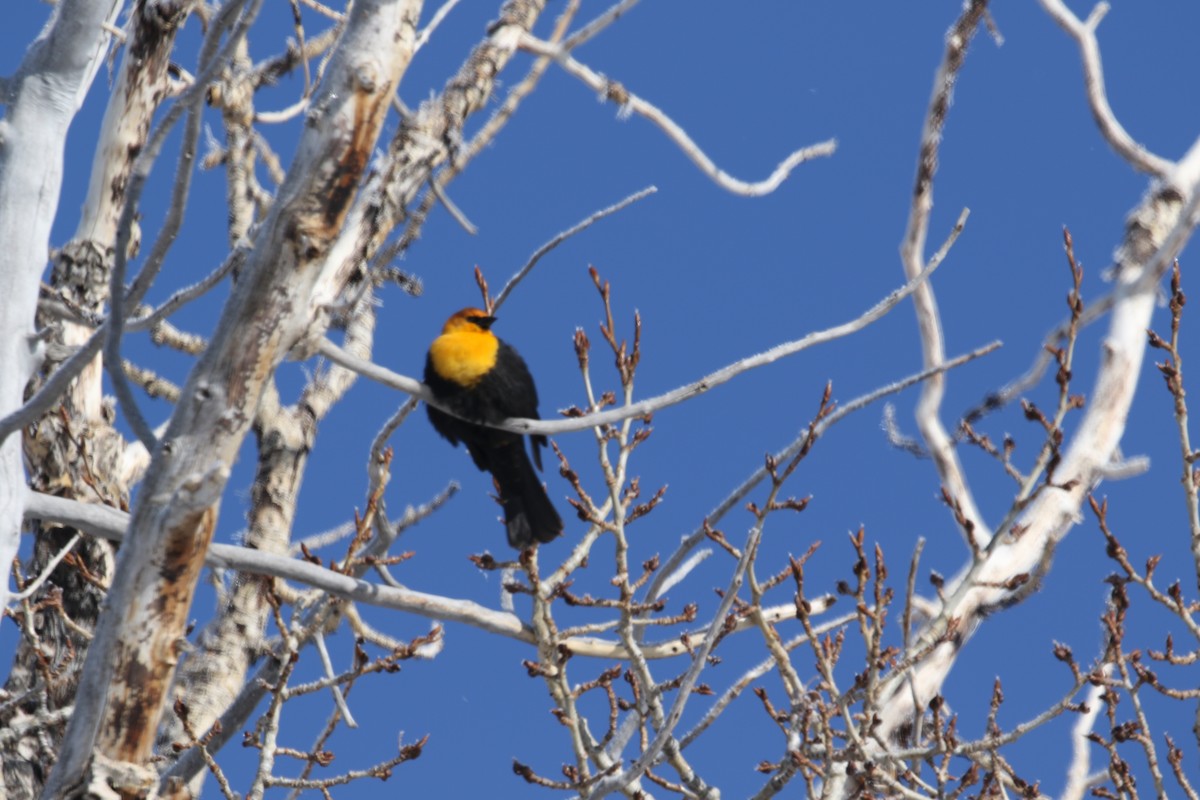 Yellow-headed Blackbird - ML330444591