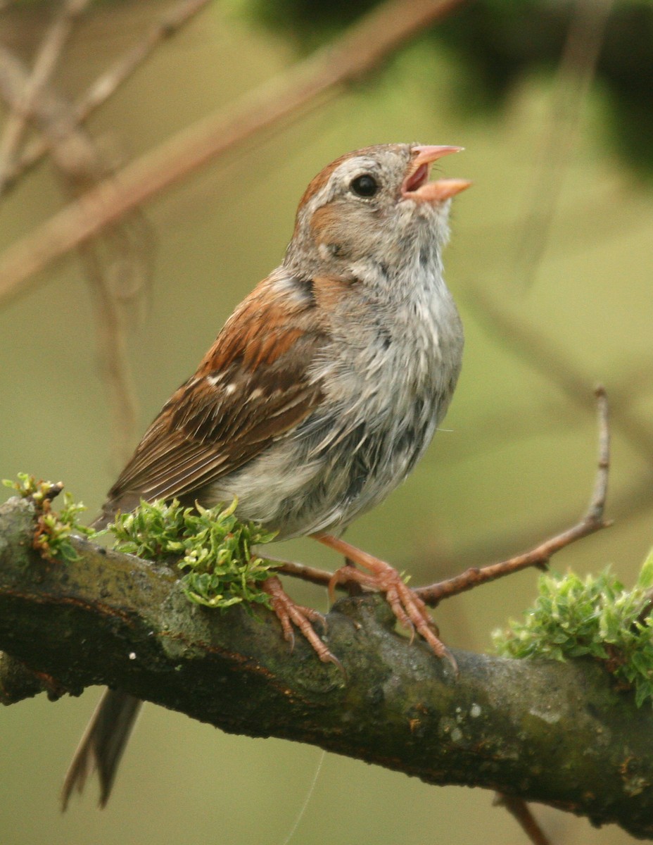 Field Sparrow - Michael Woodruff