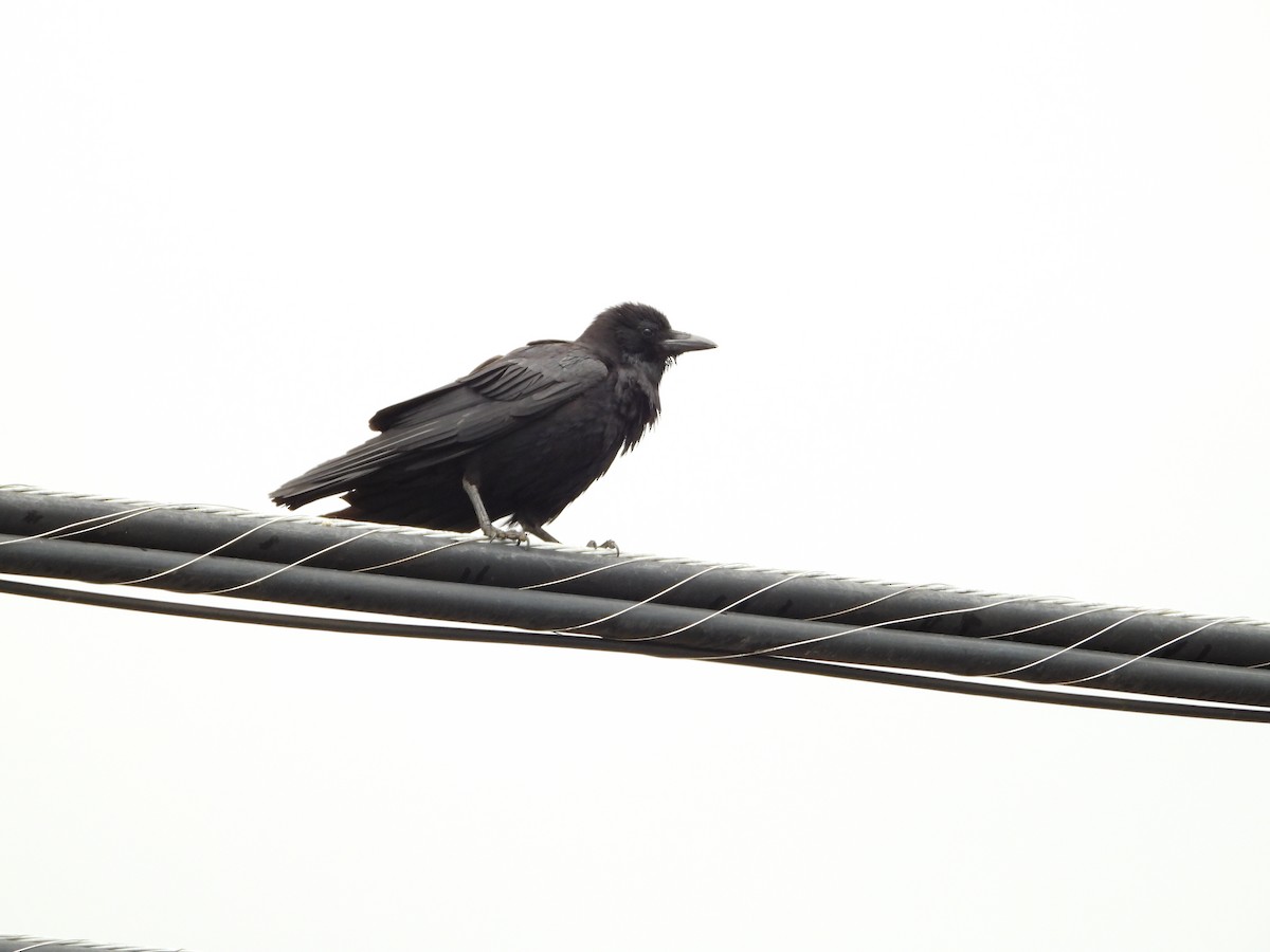 American Crow - ML330449241