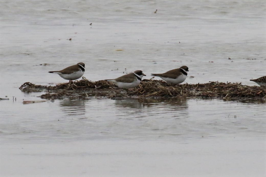 Semipalmated Plover - ML330453071