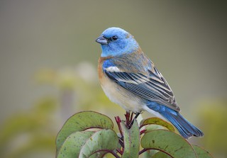 Lazuli Bunting
