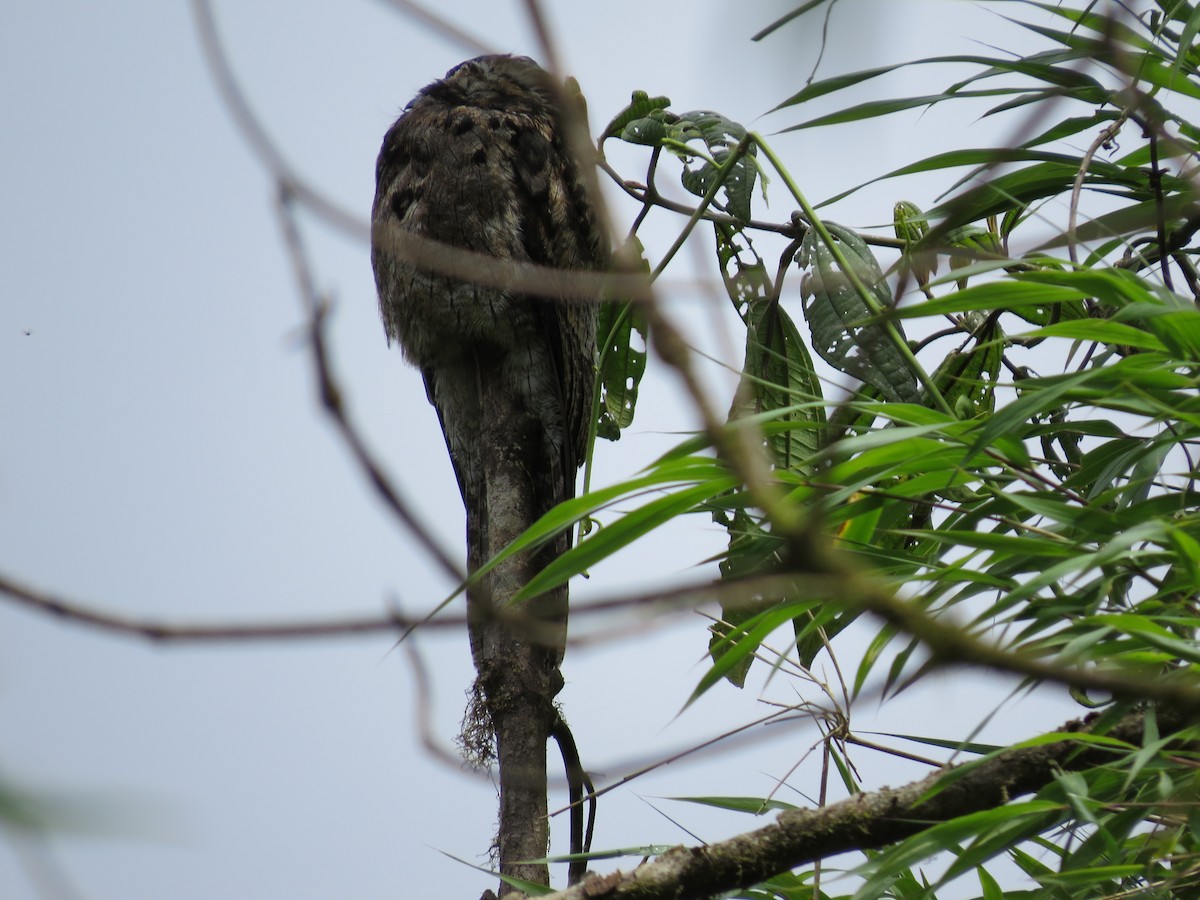 Common Potoo - Donna Summers