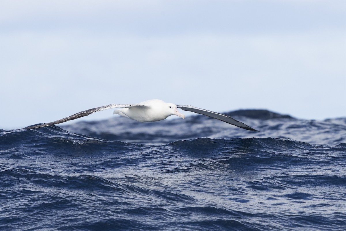 Albatros hurleur, A. de Tristan da Cunha ou A. des Antipodes - ML330468571