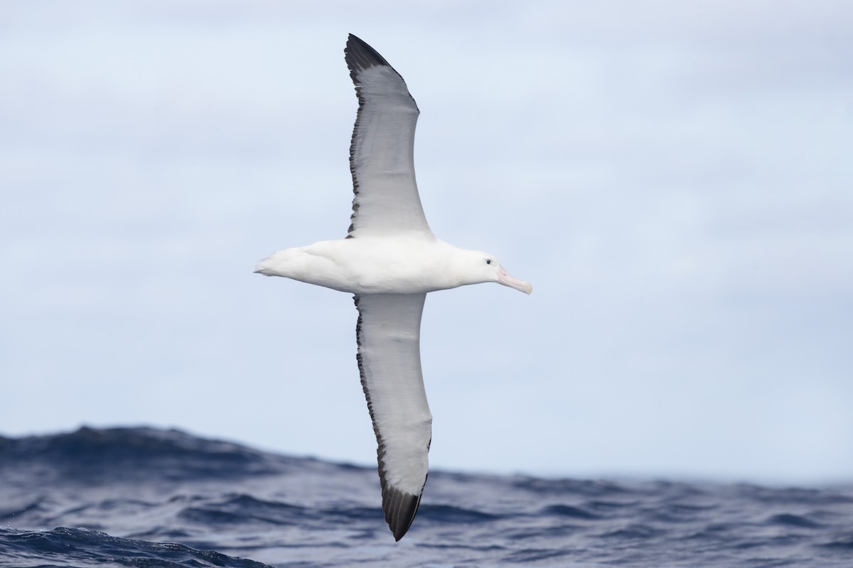 Snowy/Tristan/Antipodean Albatross - ML330468581