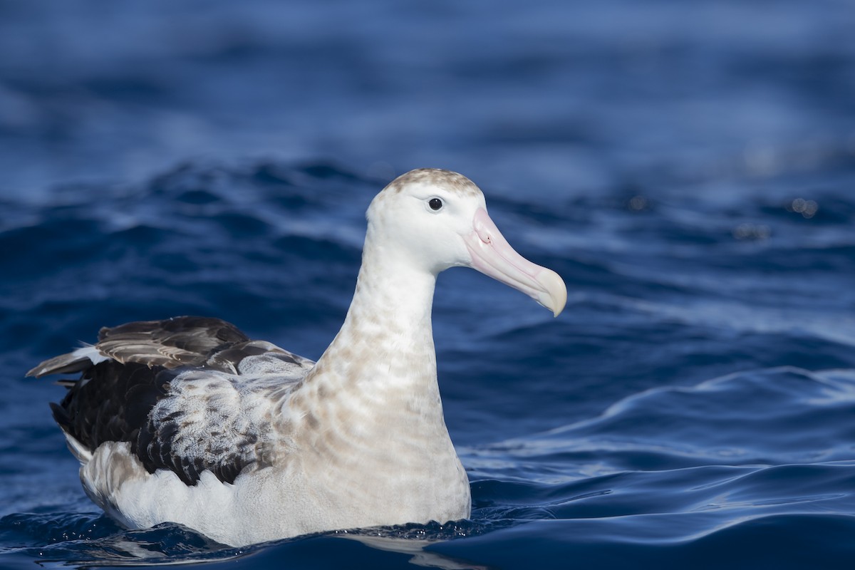 Albatros hurleur, A. de Tristan da Cunha ou A. des Antipodes - ML330468611