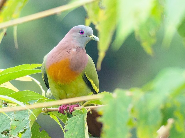Photos - Pink-necked Green-Pigeon - Treron vernans - Birds of the World