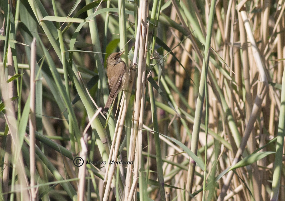 Common Reed Warbler - ML330477691