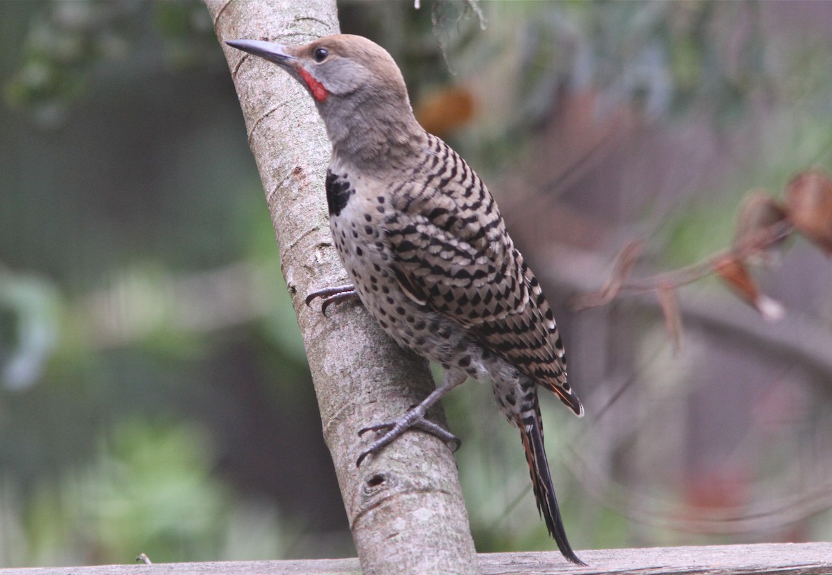 Northern Flicker (Red-shafted) - Don Roberson